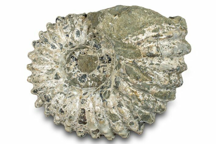 Bumpy Ammonite (Douvilleiceras) Fossil - Madagascar #277167